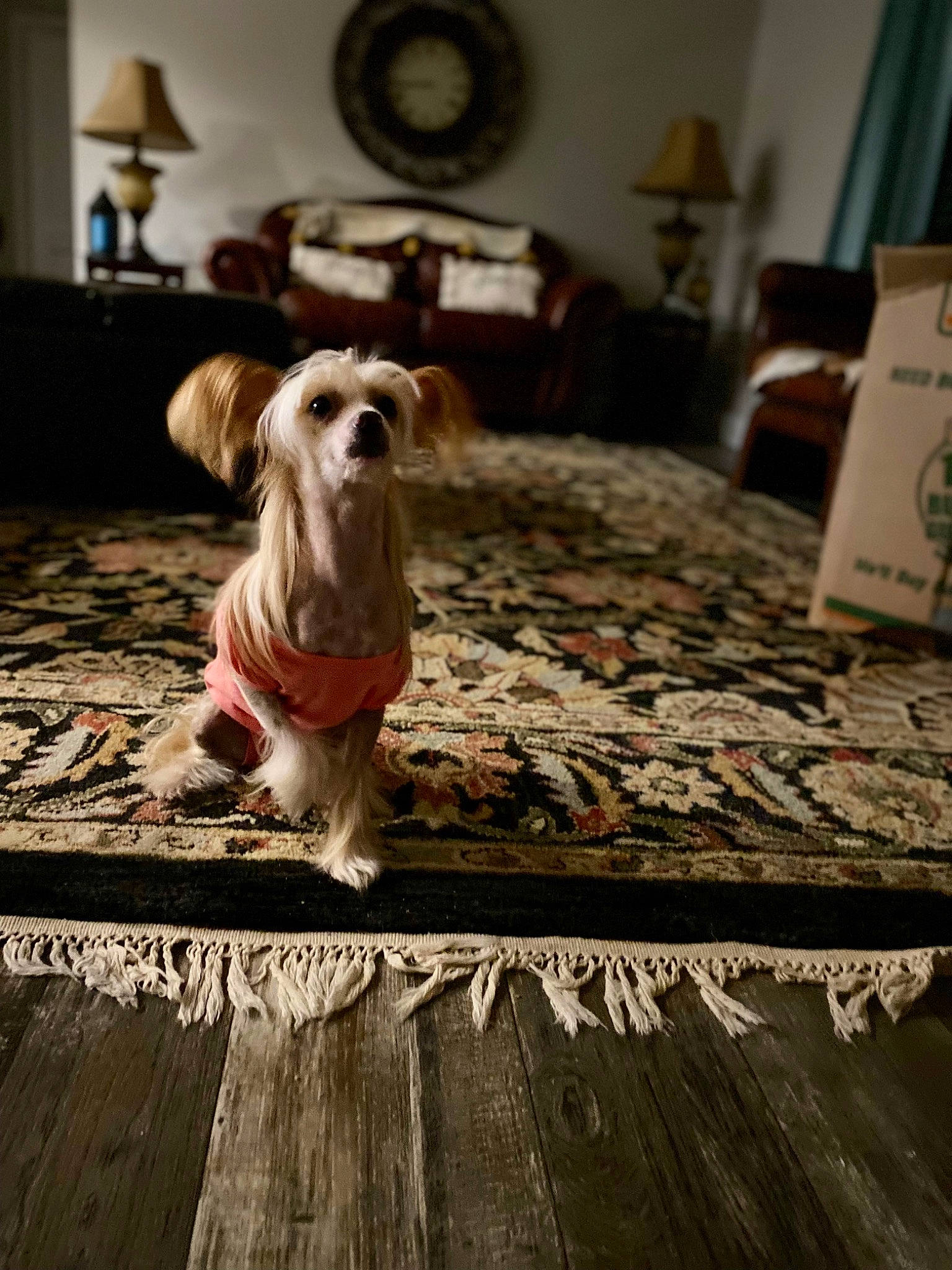 J J is registered to the contest to win money with this photo: canidae, carnivore, comfort, companion_dog, dog, dog_breed, dog_supply, fawn, floor, flooring, grey, hardwood, laminate_flooring, picture_frame, plank, snout, sporting_group, toy_dog, wood, wood_flooring