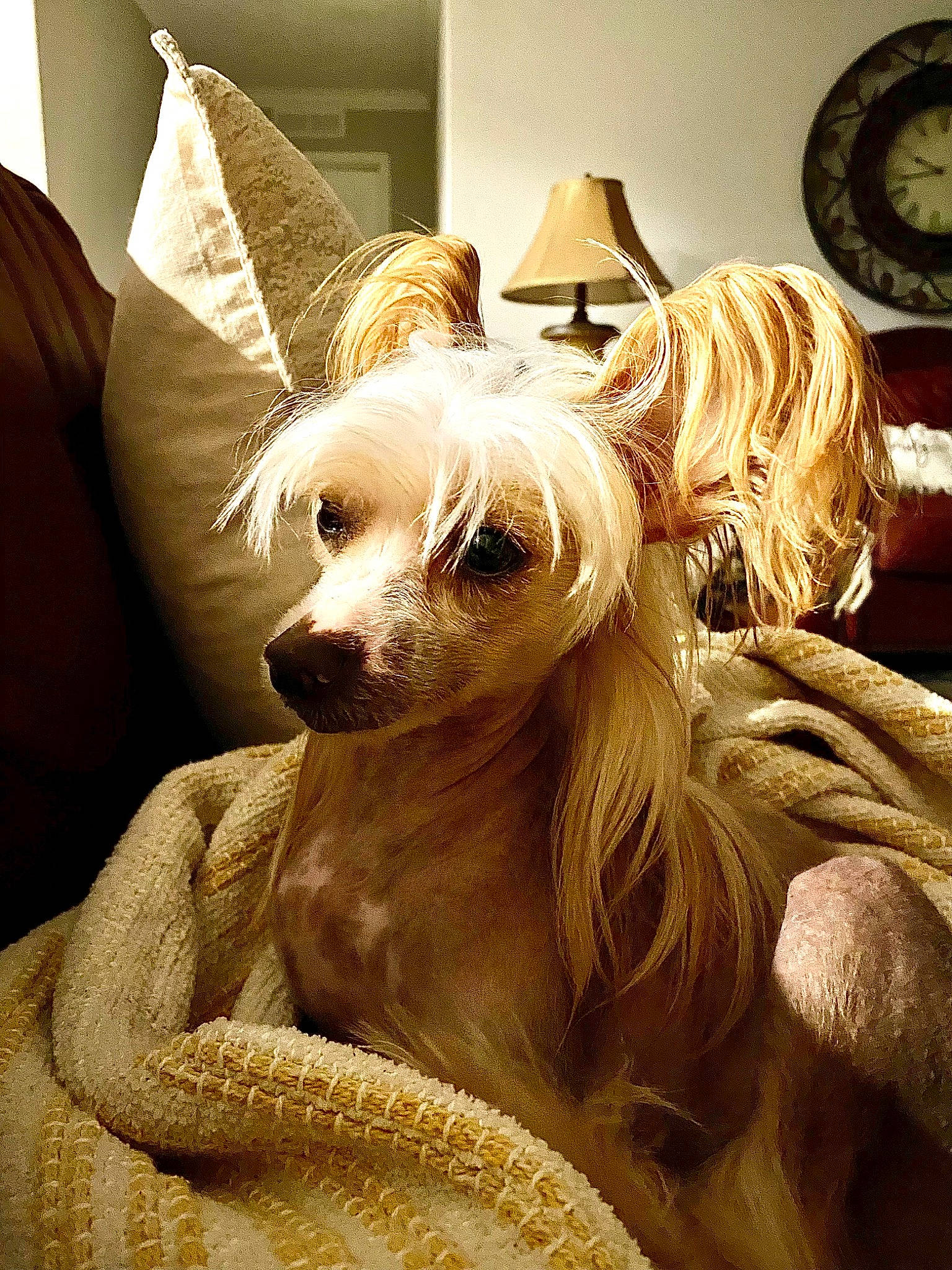 J J is registered to the contest to win money with this photo: bed, canidae, carnivore, clock, comfort, companion_dog, corgi_chihuahua, dog, dog_breed, dog_supply, ear, fawn, fur, head, picture_frame, snout, sporting_group, toy_dog, whiskers, working_animal