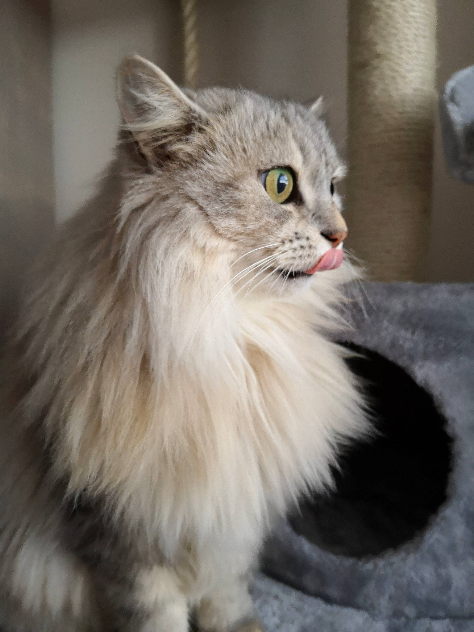 Mimine participe au concours pour gagner de l'argent avec cette photo : american_curl, asian_semi_longhair, british_longhair, british_semi_longhair, carnivore, cat, cymric, domestic_long_haired_cat, eye, felidae, fur, maine_coon, mammal, norwegian_forest_cat, persian, ragamuffin, siberian, small_to_medium_sized_cats, vertebrate, whiskers