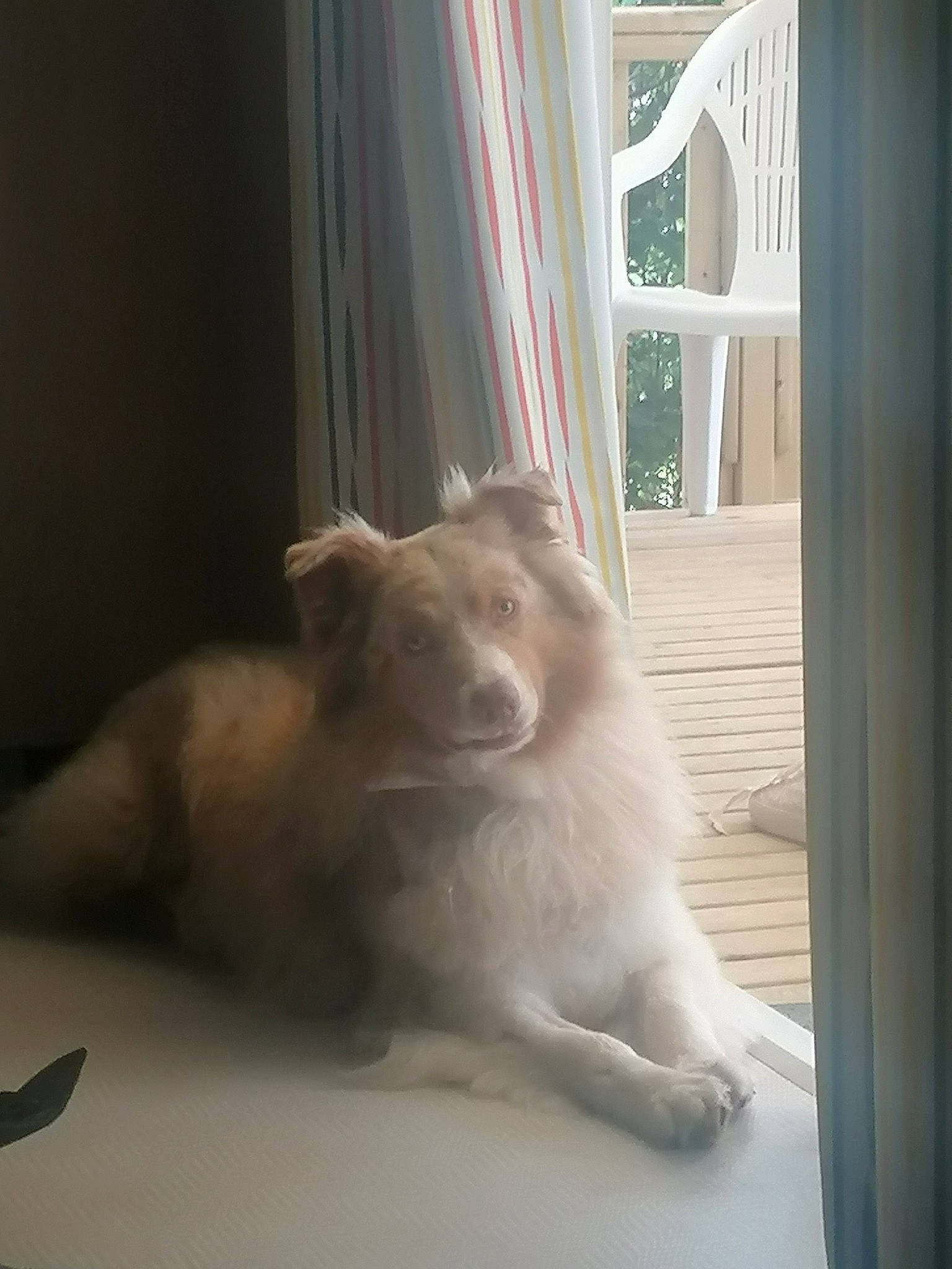 Crispy participe au concours pour gagner de l'argent avec cette photo : canidae, carnivore, comfort, companion_dog, curtain, dog, dog_breed, fawn, felidae, flooring, fur, small_to_medium_sized_cats, snout, sporting_group, tail, tints_and_shades, whiskers, window, window_treatment, wood