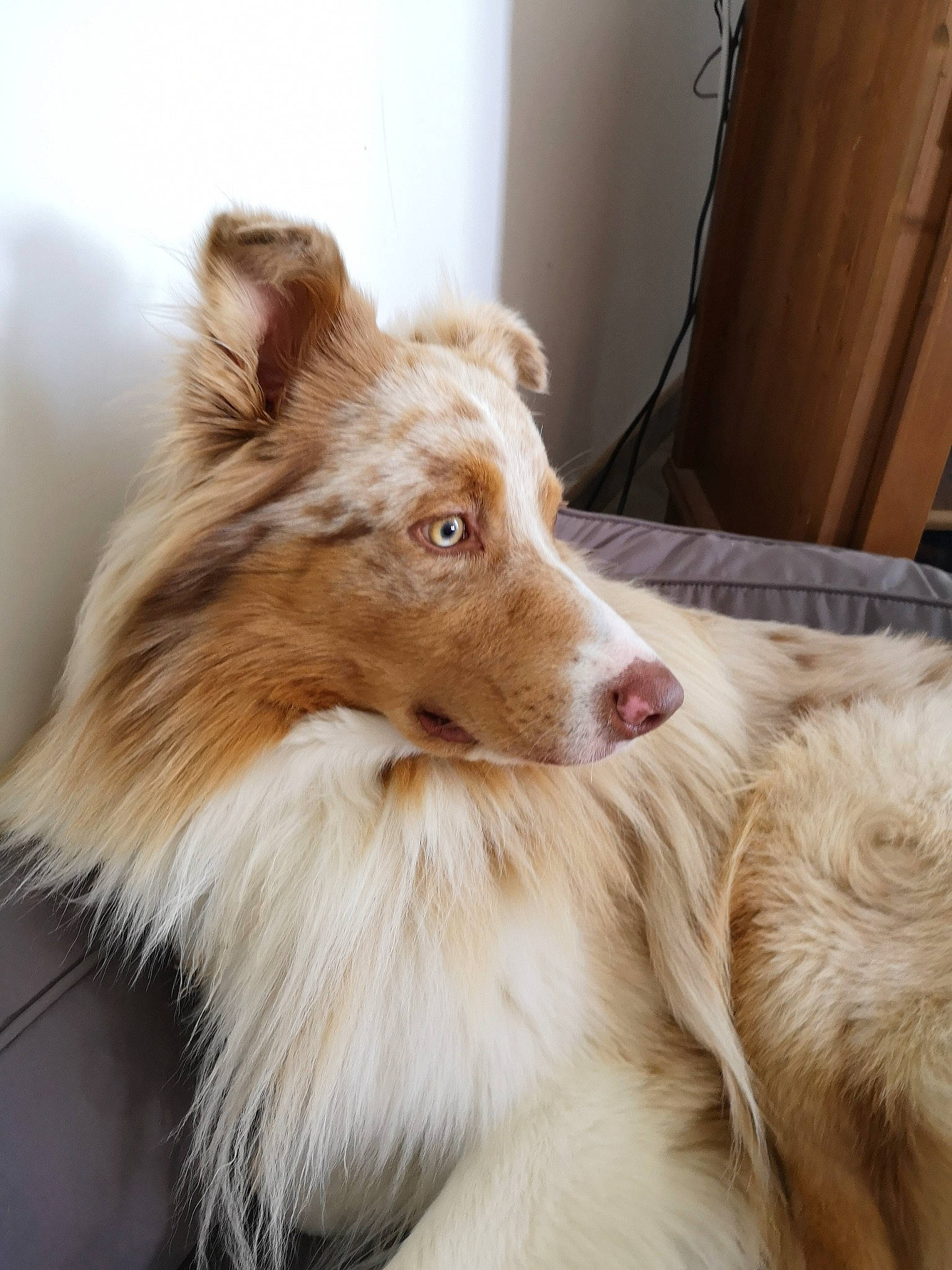 Crispy a rejoint le concours — aidez-le/la à gagner de superbes lots ! australian_collie, australian_shepherd, basque_shepherd_dog, border_collie, canidae, carnivore, collie, companion_dog, dog, dog_breed, ear, fawn, fur, mammal, rough_collie, scotch_collie, shetland_sheepdog, vertebrate