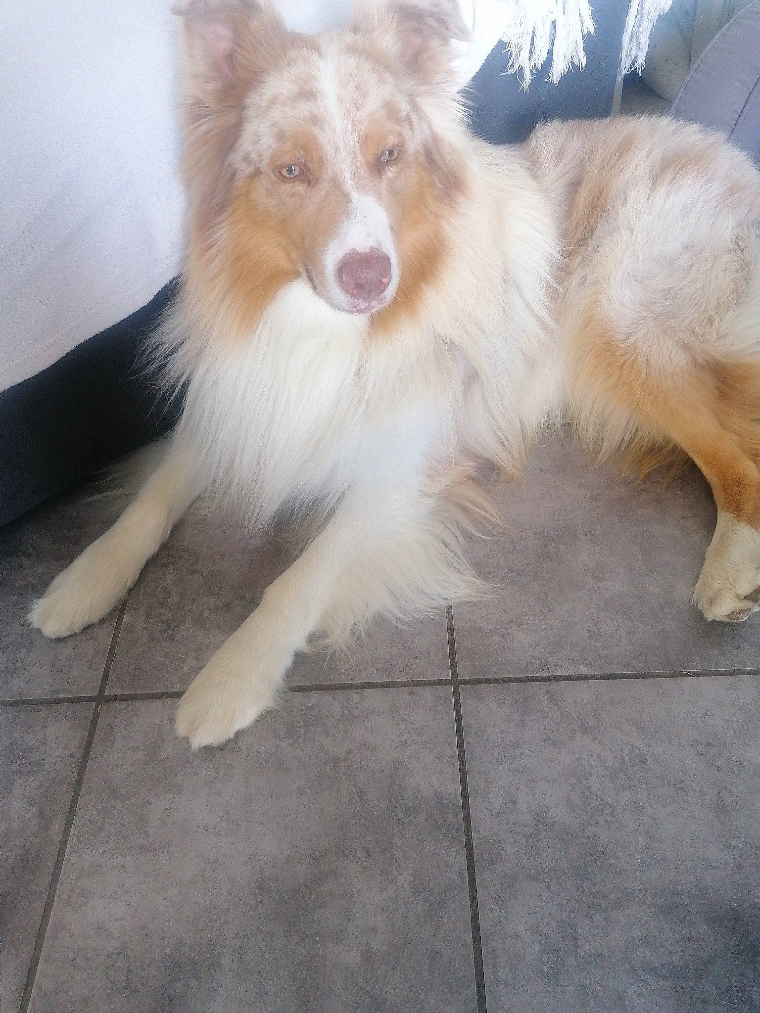 Crispy a rejoint le concours — aidez-le/la à gagner de superbes lots ! ancient_dog_breeds, canidae, carnivore, companion_dog, dog, dog_breed, flooring, foot, fur, herding_dog, paw, sporting_group, tail, whiskers, working_dog