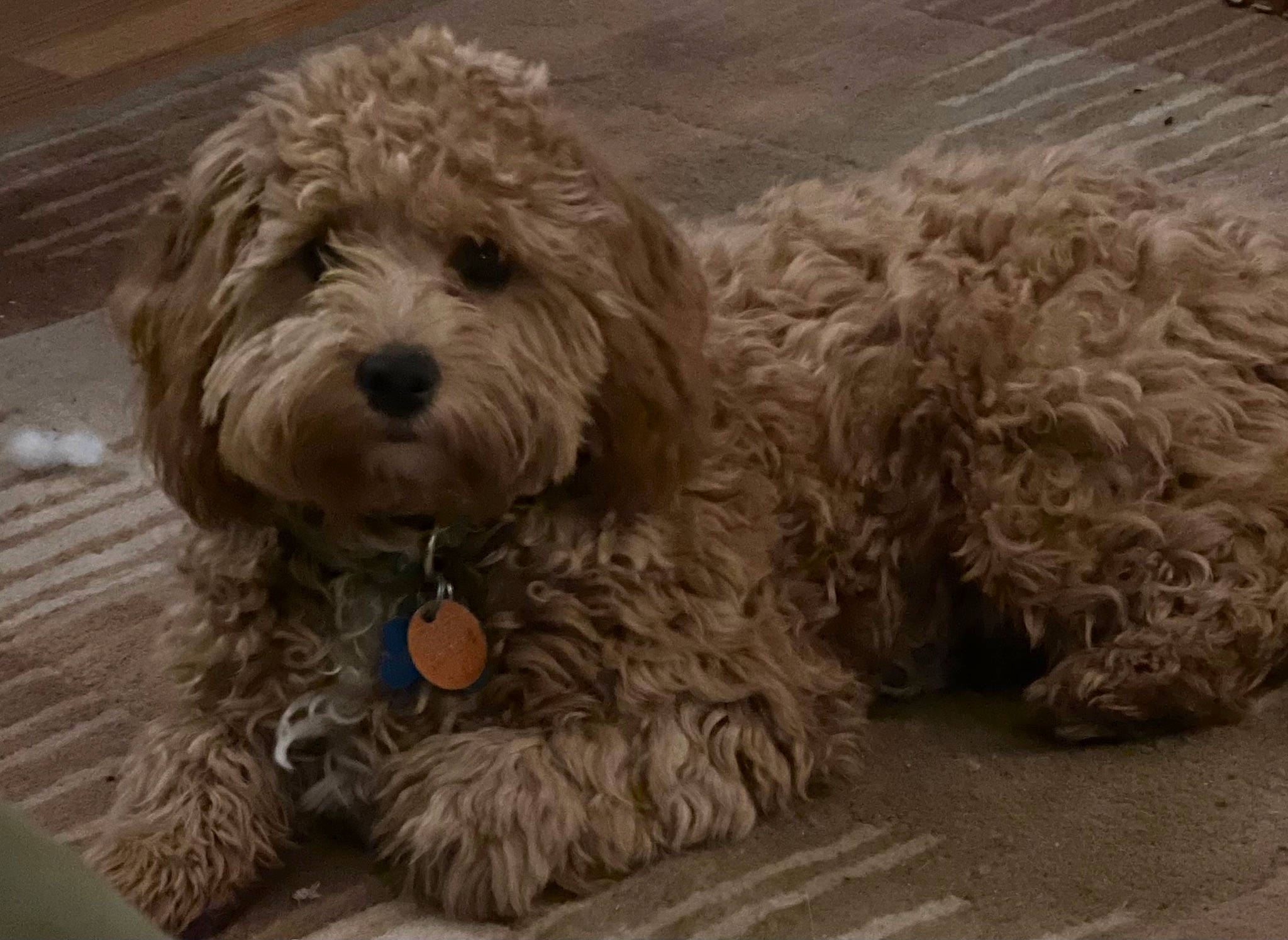 Cash joined the competition — help win amazing prizes! canidae, carnivore, companion_dog, dog, dog_breed, dog_collar, fur, labradoodle, maltepoo, non_sporting_group, poodle_crossbreed, small_terrier, snout, sporting_group, terrier, toy_dog, water_dog, working_animal, yorkipoo