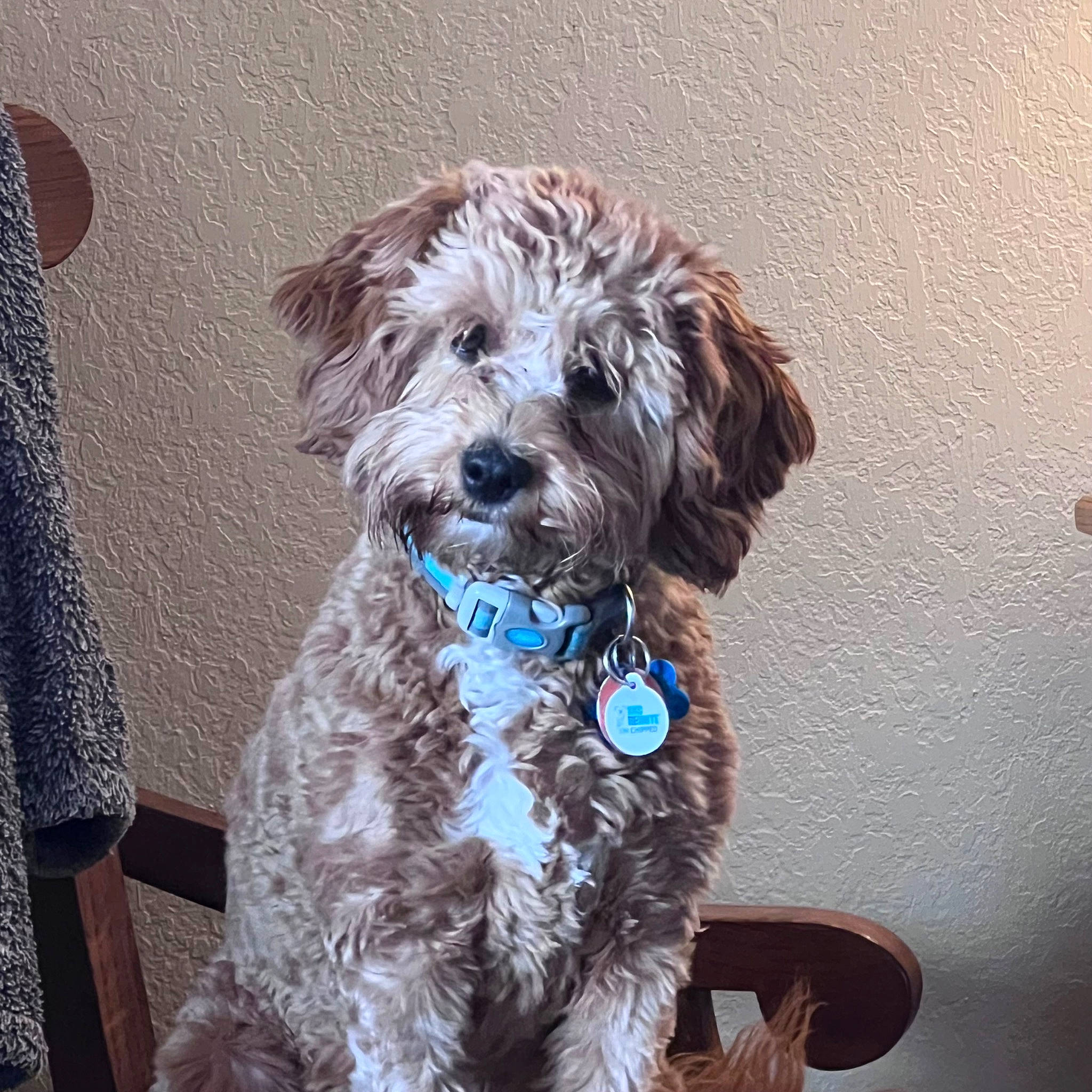 Cash is registered to the contest to win money with this photo: canidae, carnivore, collar, companion_dog, dog, dog_breed, dog_collar, dog_supply, fur, liver, pet_supply, poodle, small_terrier, snout, sporting_group, terrier, toy_dog, water_dog, working_animal, yorkipoo