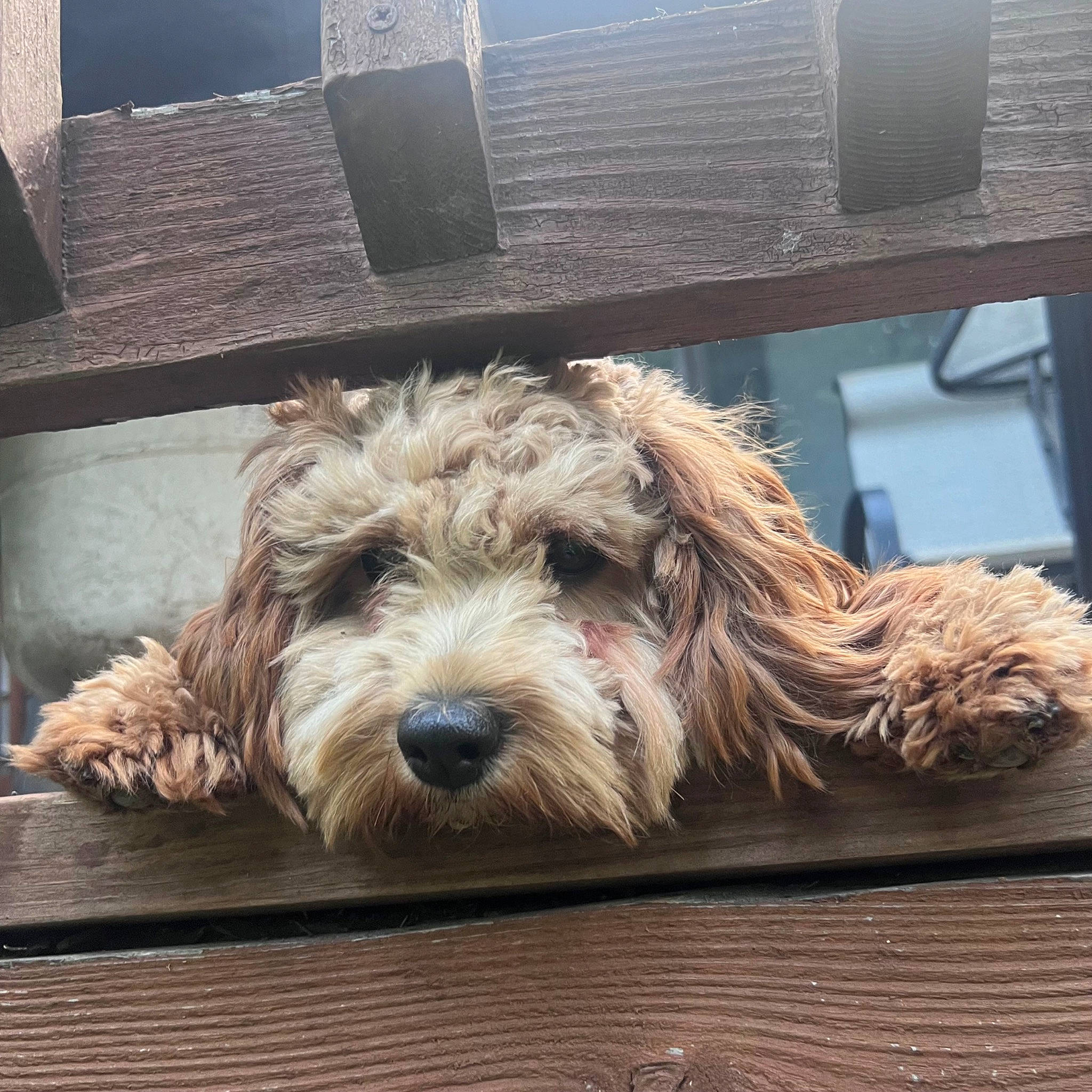 Cash joined the competition — help win amazing prizes! canidae, carnivore, companion_dog, dog, dog_breed, flooring, fur, goldendoodle, hardwood, labradoodle, liver, small_terrier, snout, sporting_group, square, terrier, toy_dog, water_dog, wood, yorkipoo