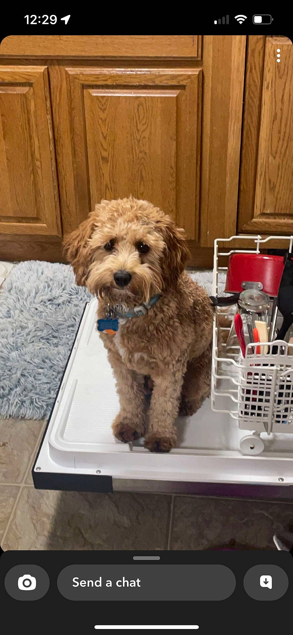 Cash is registered to the contest to win money with this photo: basket, canidae, carnivore, companion_dog, dog, dog_breed, dog_collar, fur, labradoodle, liver, poodle, poodle_crossbreed, small_terrier, snout, sporting_group, terrier, toy_dog, water_dog, wood, yorkipoo