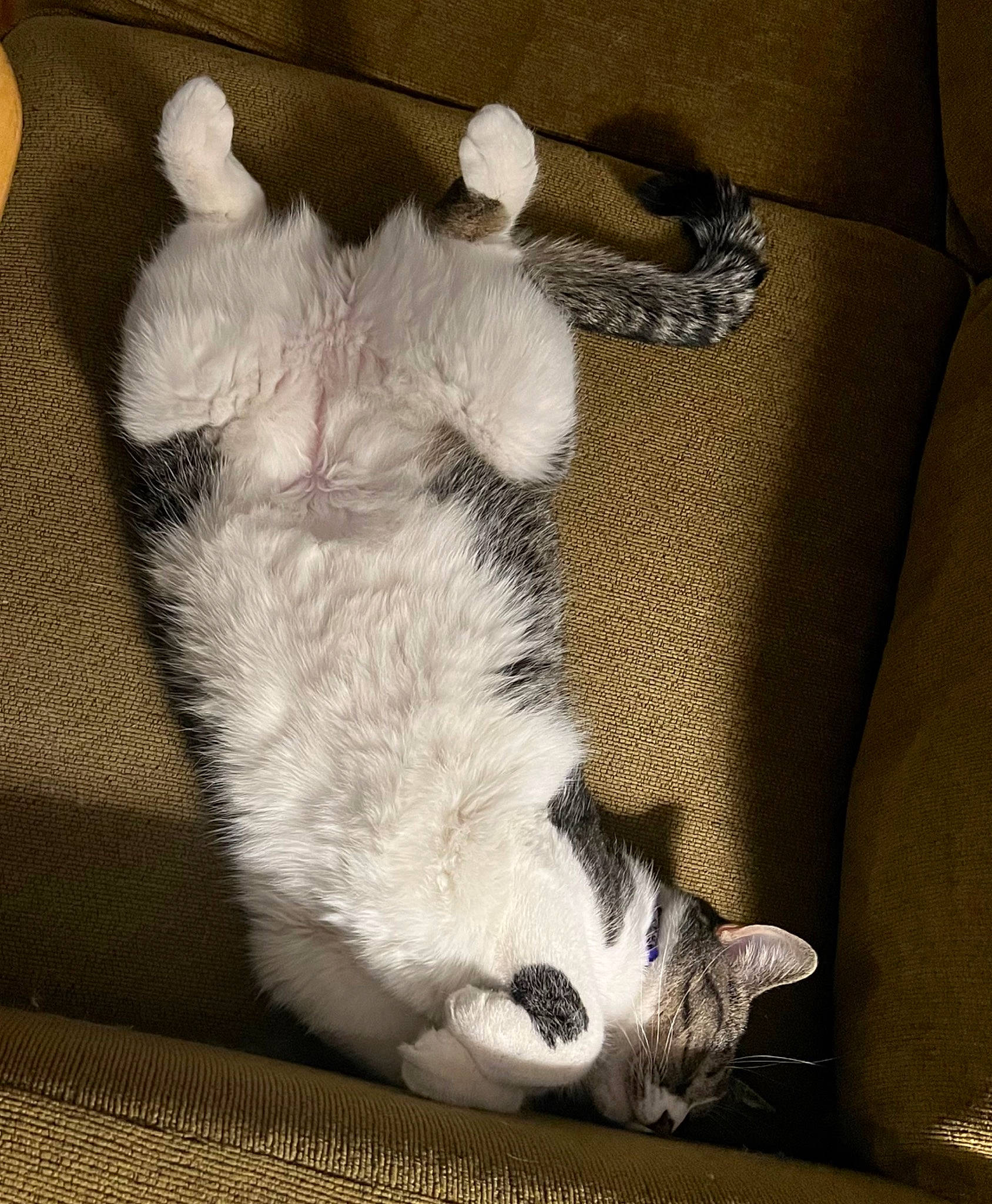 Naunie is registered to the contest to win money with this photo: carnivore, cat, claw, comfort, companion_dog, couch, dog_breed, domestic_short_haired_cat, felidae, foot, fur, grey, human_leg, paw, small_to_medium_sized_cats, snout, sporting_group, tail, textile, whiskers