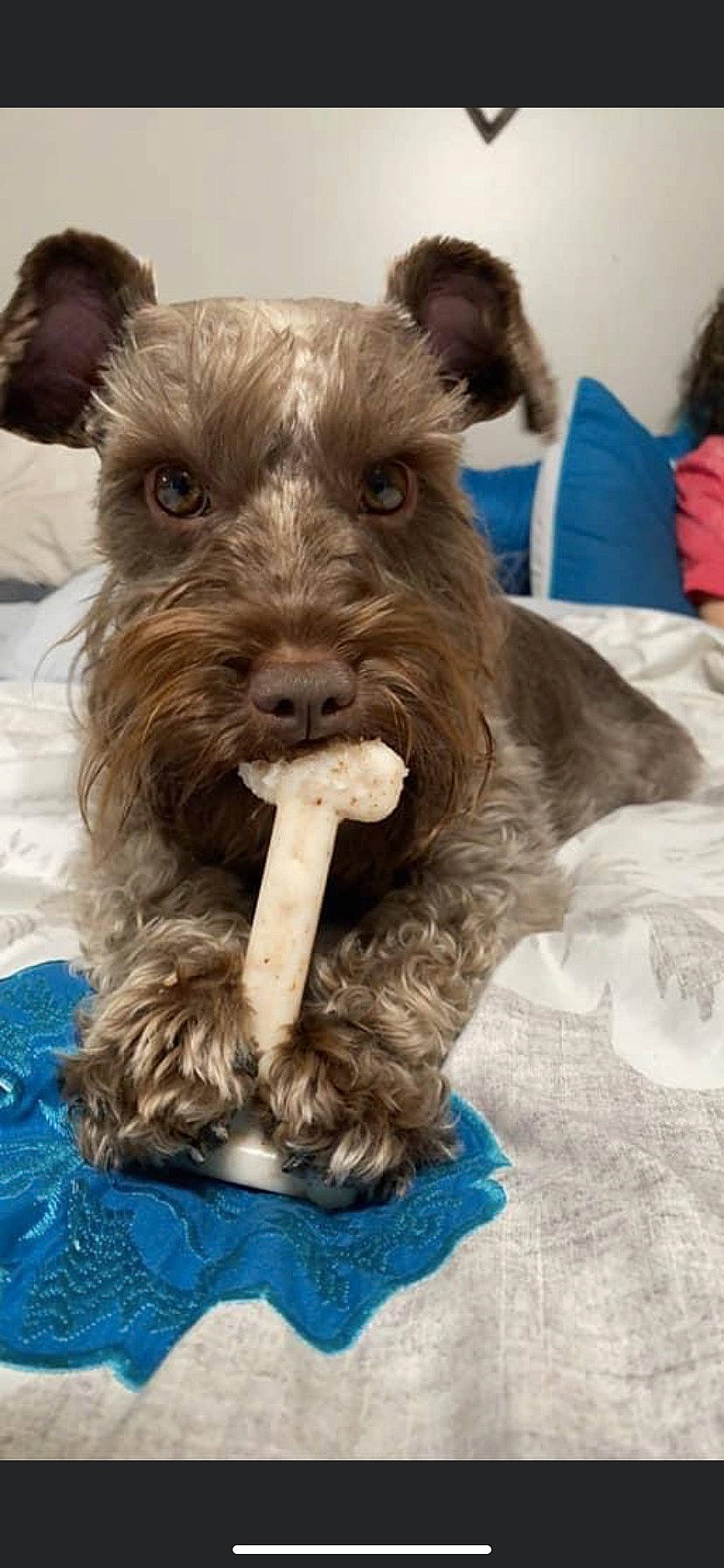 Libbie joined the competition — help win amazing prizes! canidae, carnivore, companion_dog, dog, dog_breed, dog_supply, fashion_accessory, fawn, fur, irish_terrier, lakeland_terrier, liver, pet_supply, snout, sporting_group, terrestrial_animal, terrier, water_dog, working_animal