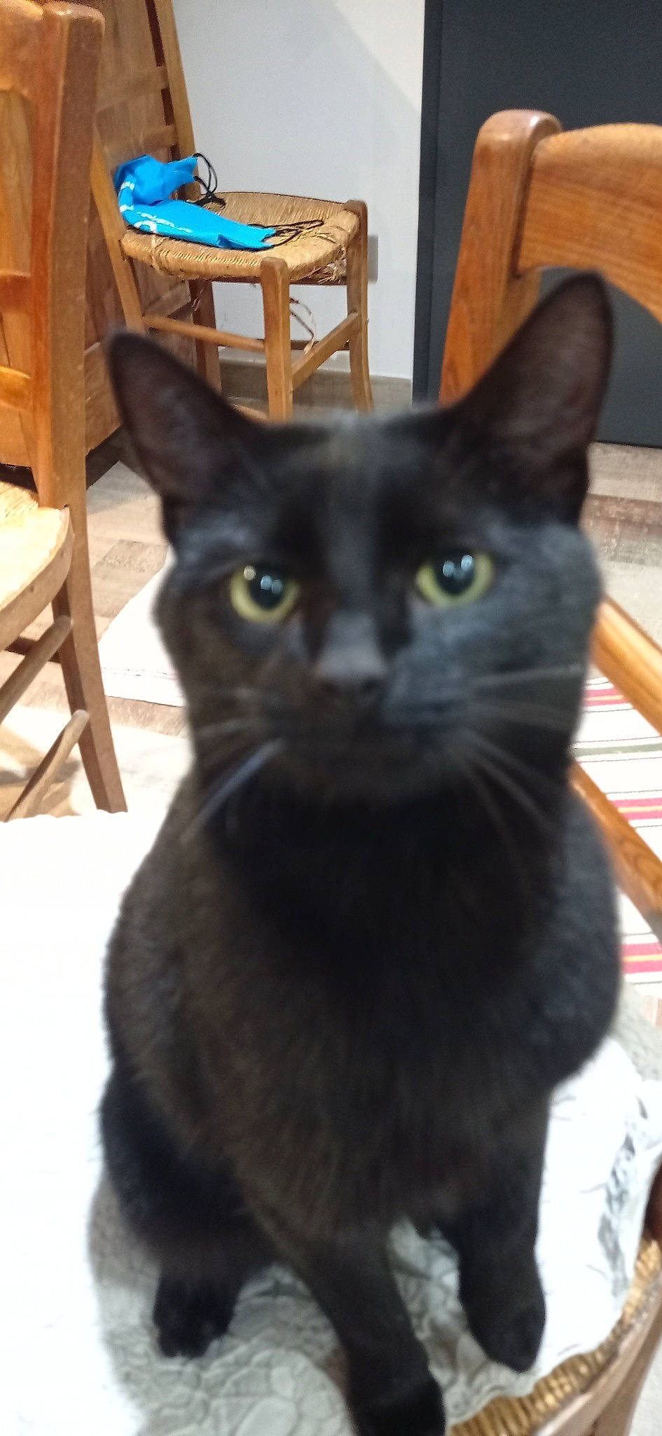 Black participe au concours pour gagner de l'argent avec cette photo : black_cat, bombay, carnivore, cat, chair, domestic_short_haired_cat, felidae, fixture, fur, hardwood, havana_brown, small_to_medium_sized_cats, snout, table, whiskers, wood