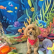 Junior joined the competition — help win amazing prizes! bandana, cartoon_fish, colorful, coral, cozy, cute, dog, fabric_backdrop, indoor, octopus, pet, playful, plush_toy, red_bandana, sea_life, small_dog, stuffed_animal, toy, turtle, underwater_backdrop