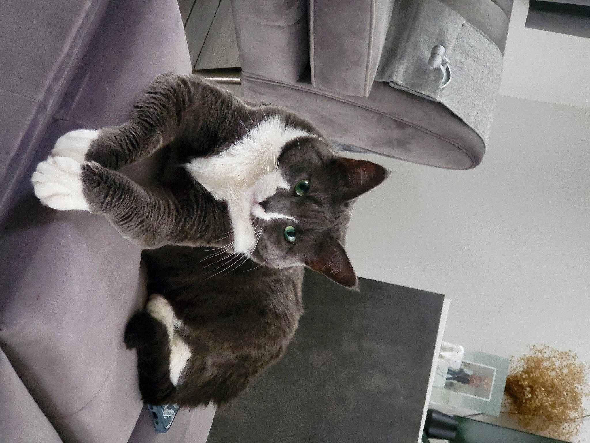 Fifi joined the competition — help win amazing prizes! automotive_design, carnivore, cat, claw, comfort, dog_breed, domestic_short_haired_cat, felidae, fur, paw, plant, room, small_to_medium_sized_cats, tail, watch, whiskers