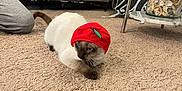 Toast is registered to the contest to win money with this photo: cat, siamese_cat, red_hat, carpet, indoor, furniture, jar, seashells, table, person, kneeling, floor, cozy, pet, animal, hat, brown, beige, living_room, relaxed
