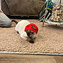cat, siamese_cat, red_hat, carpet, indoor, furniture, jar, seashells, table, person, kneeling, floor, cozy, pet, animal, hat, brown, beige, living_room, relaxed