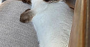 Toast is registered to the contest to win money with this photo: animal, beige, blue_eyes, cat, chair, close_up, comfortable, curious, ears, feline, fur, home, indoor, looking, pet, relaxing, siamese_cat, texture, whiskers, wooden_floor