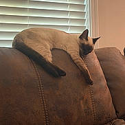 Toast joined the competition — help win amazing prizes! cat, siamese_cat, couch, leather, window_blinds, indoor, relaxed, sleeping, pet, furniture, brown, cozy, animal, resting, home, living_room, soft_light, domestic, cute, lazy