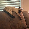 animal, brown, cat, couch, cozy, cute, domestic, furniture, home, indoor, lazy, leather, living_room, pet, relaxed, resting, siamese_cat, sleeping, soft_light, window_blinds