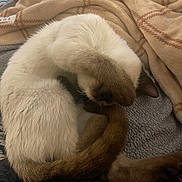 Toast is registered to the contest to win money with this photo: cat, siamese_cat, pet, animal, sleeping, curled_up, paw, face_covering, blanket, cozy, fur, tail, indoors, resting, cute, soft_texture, comfort, relaxation, mammal, domestic_animal