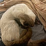 cat, siamese_cat, pet, animal, sleeping, curled_up, paw, face_covering, blanket, cozy, fur, tail, indoors, resting, cute, soft_texture, comfort, relaxation, mammal, domestic_animal