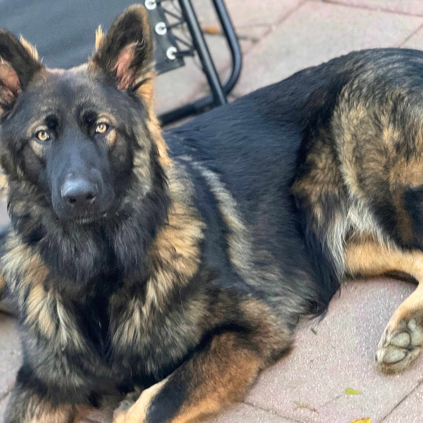 Klaus joined the competition — help win amazing prizes! animal, canine, dog, germanshepherd, pet, policedog, puppy, snout