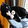 black_cat, cat, feline, pet, animal, whiskers, green_eyes, pointed_ears, short_hair, lying_down, hugging, plush_toy, stuffed_animal, window, indoors, sunlight, fuzzy_blanket, cat_tree, relaxed, portrait