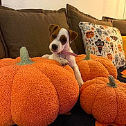 Alpine participe au concours pour gagner de l'argent avec cette photo : puppy, dog, plush_pumpkins, couch, brown_cushions, decorative_pillow, halloween_theme, orange, white_wall, cozy, indoor, pet, cute, small_dog, collar, fabric_texture, fall_decor, festive, relaxed, toy