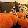 puppy, dog, plush_pumpkins, couch, brown_cushions, decorative_pillow, halloween_theme, orange, white_wall, cozy, indoor, pet, cute, small_dog, collar, fabric_texture, fall_decor, festive, relaxed, toy