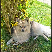 Buxy a rejoint le concours — aidez-le/la à gagner de superbes lots ! animal, blue_eyes, canine, daytime, dog, flowering_bush, fluffy, garden, grass, lawn, leaf, nature, outdoor, pathway, pet, portrait, relaxed, summer, sunlight, yellow_flowers