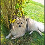 animal, blue_eyes, canine, daytime, dog, flowering_bush, fluffy, garden, grass, lawn, leaf, nature, outdoor, pathway, pet, portrait, relaxed, summer, sunlight, yellow_flowers