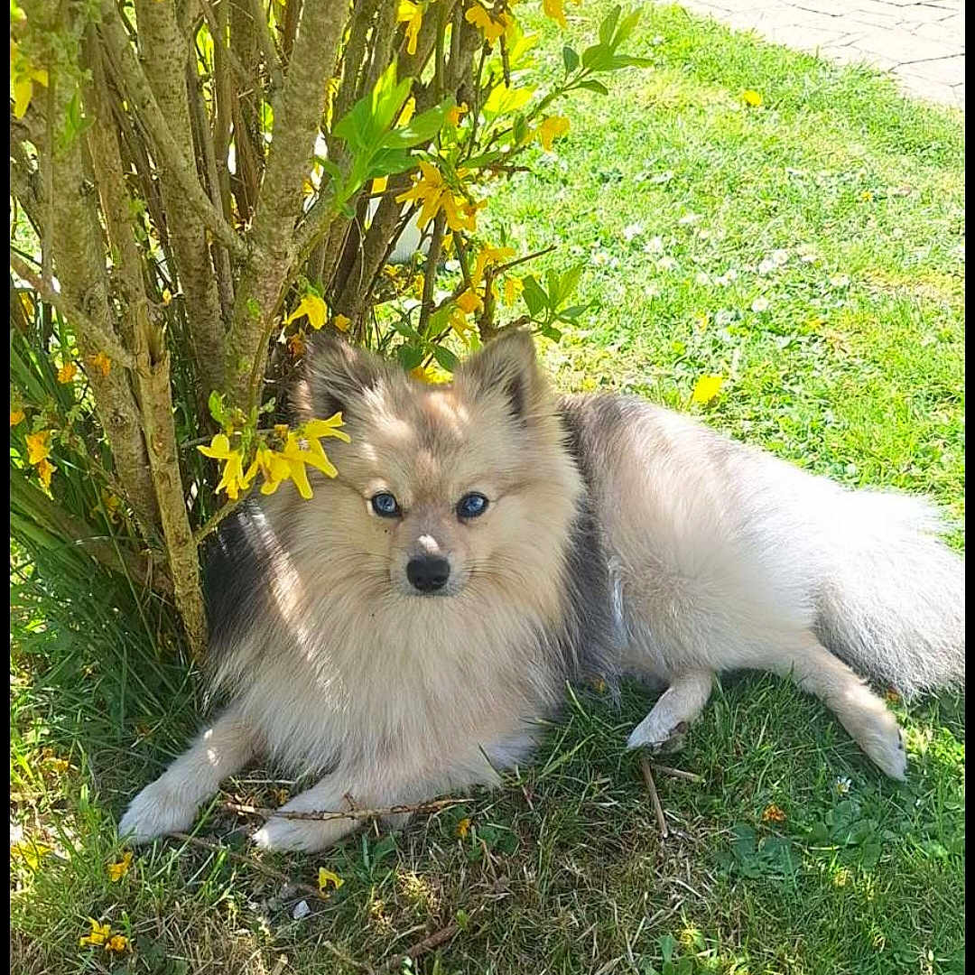 Buxy a rejoint le concours — aidez-le/la à gagner de superbes lots ! animal, blue_eyes, canine, daytime, dog, flowering_bush, fluffy, garden, grass, lawn, leaf, nature, outdoor, pathway, pet, portrait, relaxed, summer, sunlight, yellow_flowers