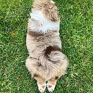 Bao a rejoint le concours — aidez-le/la à gagner de superbes lots ! adorable, animal, back_view, canine, cute, daylight, dog, fluffy, fur, grass, greenery, lying, mammal, nature, outdoor, paws, pet, relaxing, resting, summer