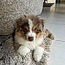 Bao participe au concours pour gagner de l'argent avec cette photo : adorable, animal, blue_eyes, couch, cozy, cute, dog, domestic, floor, fluffy, fur, home, indoor, looking_at_camera, lying_down, mammal, pet, puppy, rug, small_puppy