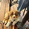 Bao participe au concours pour gagner de l'argent avec cette photo : animal, blue_eyes, casual, chair, companion, cute, denim, dog, domestic, floor, footwear, fur, indoors, leash, pet, puppy, relaxed, sandal, small, wooden_floor
