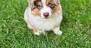 Bao a rejoint le concours — aidez-le/la à gagner de superbes lots ! adorable, animal, blue_eyes, canine, cute, dog, fluffy, fur, grass, greenery, innocent, looking_up, nature, outdoor, pet, portrait, puppy, sitting, small_dog, young_dog