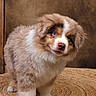 puppy, dog, australian_shepherd, blue_eyes, fluffy, cute, pet, animal, fur, portrait, indoors, brown_background, woven_mat, small, young, standing, curious, adorable, domestic_animal, mammal