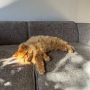 Litchi participe au concours pour gagner de l'argent avec cette photo : cat, orange_cat, fluffy, sleeping, couch, gray_couch, sunlight, shadow, pet, indoor, relaxed, cozy, feline, nap, fur, home, resting, animal, domestic_cat, comfortable