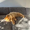 cat, orange_cat, fluffy, sleeping, couch, gray_couch, sunlight, shadow, pet, indoor, relaxed, cozy, feline, nap, fur, home, resting, animal, domestic_cat, comfortable