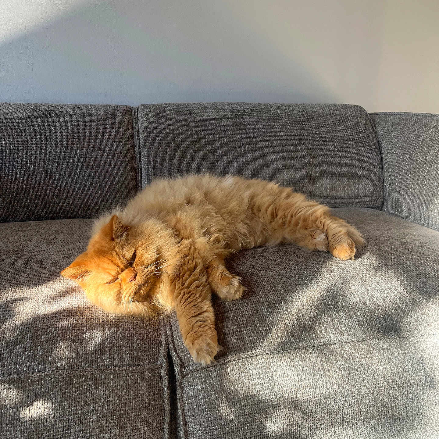 Litchi participe au concours pour gagner de l'argent avec cette photo : cat, orange_cat, fluffy, sleeping, couch, gray_couch, sunlight, shadow, pet, indoor, relaxed, cozy, feline, nap, fur, home, resting, animal, domestic_cat, comfortable