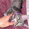 animal, blanket, cat, close_up, cozy, ears, furry, gray_fur, green_eyes, human_hand, indoor, kitten, lying_down, pet, play_biting, playful, purple_collar, tabby, upside_down, whiskers