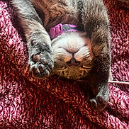 King is registered to the contest to win money with this photo: blanket, brown_fur, cat, close_up, cozy, cute, fur, gray_fur, indoors, kitten, nap, paws, pet, pink_collar, plush, portrait, relaxed, sleeping, upside_down, whiskers