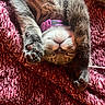 blanket, brown_fur, cat, close_up, cozy, cute, fur, gray_fur, indoors, kitten, nap, paws, pet, pink_collar, plush, portrait, relaxed, sleeping, upside_down, whiskers