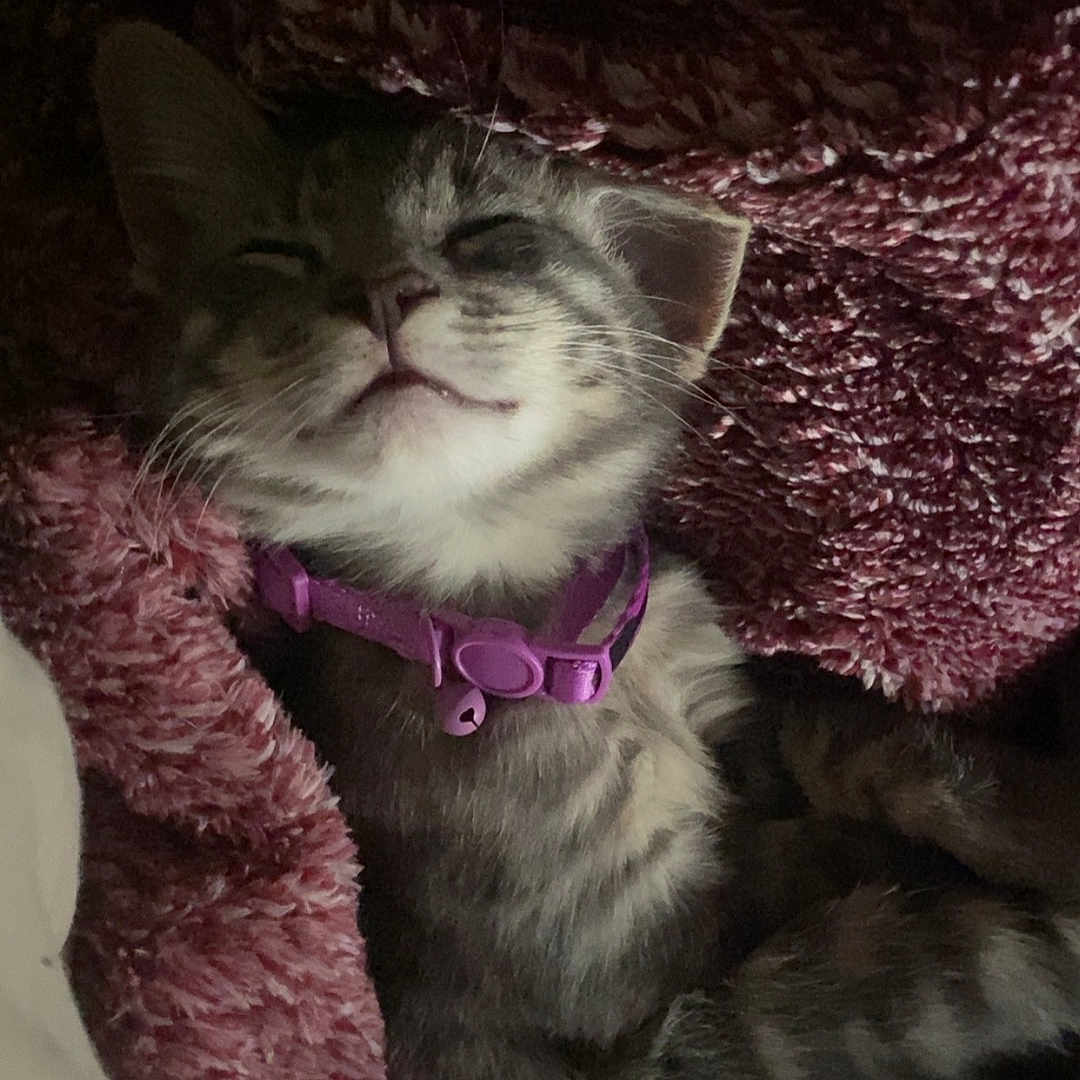 King is registered to the contest to win money with this photo: animal, cat, collar, cozy, ears, face, feline, fluffy, fur, grumpy_expression, indoors, kitten, low_light, pet, pink_blanket, portrait, purple_collar, sitting, sleeping_area, whiskers