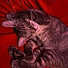 animal, cat, close_up, closed_eyes, cozy, curled_up, ears, furry, indoor, nap, paws, pet, portrait, red_cushion, relaxed, resting, sleeping, striped_fur, tabby, whiskers