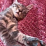 King joined the competition — help win amazing prizes! animal, carpet, cat, close_up, cozy, cute, ears, furry, indoors, kitten, lying_down, paws, pet, pink_rug, portrait, relaxed, sleeping, sleepy, toe_beans, whiskers