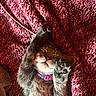 King joined the competition — help win amazing prizes! animal, blanket, cat, close_up, cozy, cute, furry, indoors, kitten, paw, pet, pink_collar, portrait, raised_paw, relaxed, sleeping, tabby, upside_down, whiskers, white_chest