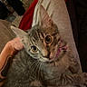 animal, cat, close_up, collar, cozy, ears, feline, fur, human, indoor, kitten, lap, pet, pink_collar, portrait, sitting, striped_fur, tabby, whiskers, wide_eyed