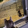 animal, bicycle, cat, curious, cyclist, ears, feline, indoors, kitten, night, nighttime, outdoor, pet, reflection, road, street, urban, watching, window, window_screen