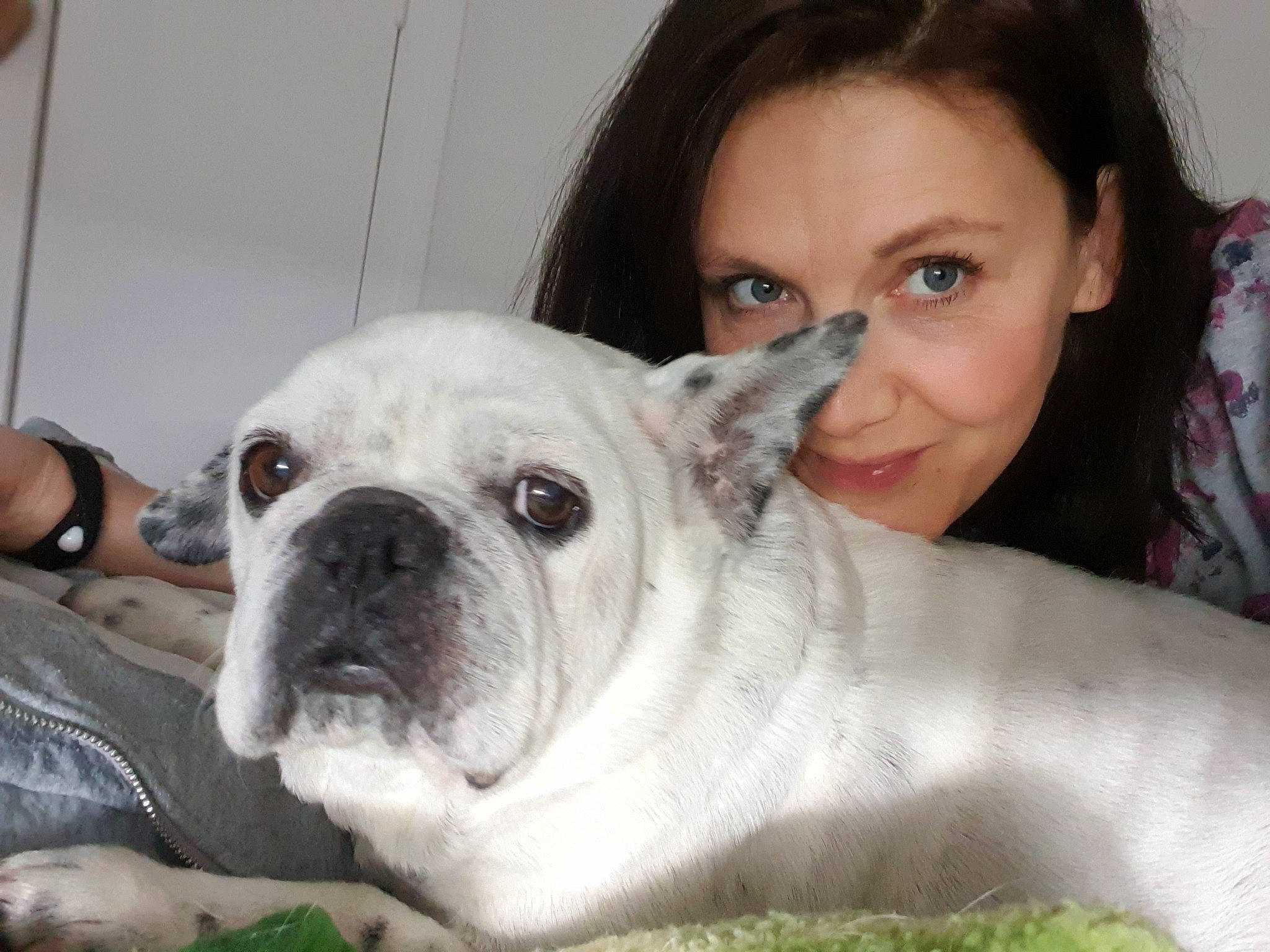 Réglisse participe au concours pour gagner de l'argent avec cette photo : bulldog, canidae, carnivore, comfort, companion_dog, dog, dog_breed, ear, fawn, iris, jaw, nose, skin, smile, snout, sporting_group, toy_dog, watch, whiskers, wrinkle