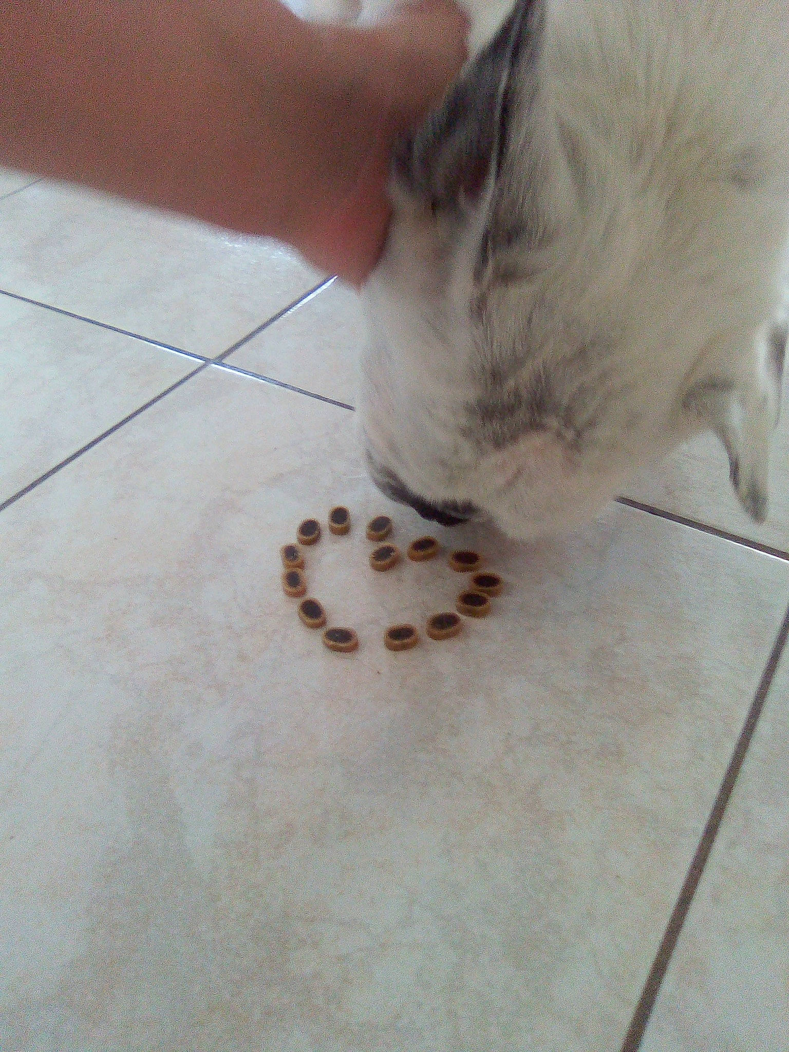 Réglisse participe au concours pour gagner de l'argent avec cette photo : carnivore, cat, claw, domestic_short_haired_cat, fawn, felidae, floor, flooring, food, fur, hardwood, human_leg, ingredient, nail, paw, pet_supply, small_to_medium_sized_cats, tail, whiskers, wood