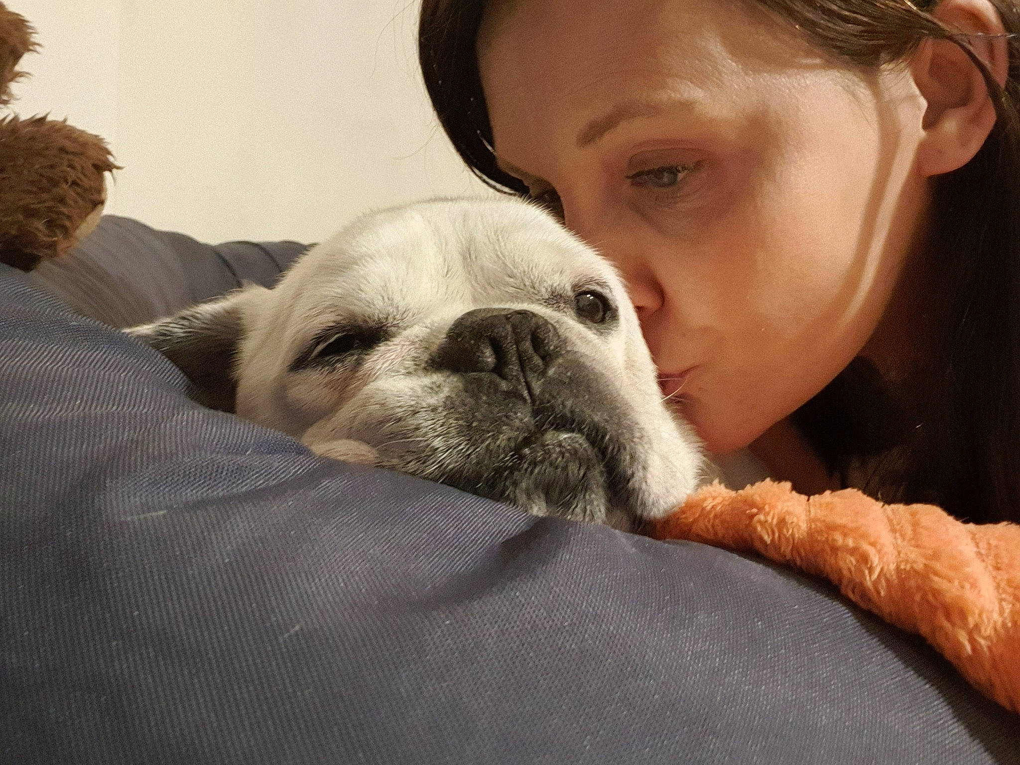 Réglisse participe au concours pour gagner de l'argent avec cette photo : bulldog, carnivore, comfort, companion_dog, dog, dog_breed, ear, eye, fawn, happy, head, jaw, nose, snout, sporting_group, terrestrial_animal, toy_dog, whiskers, working_animal, wrinkle