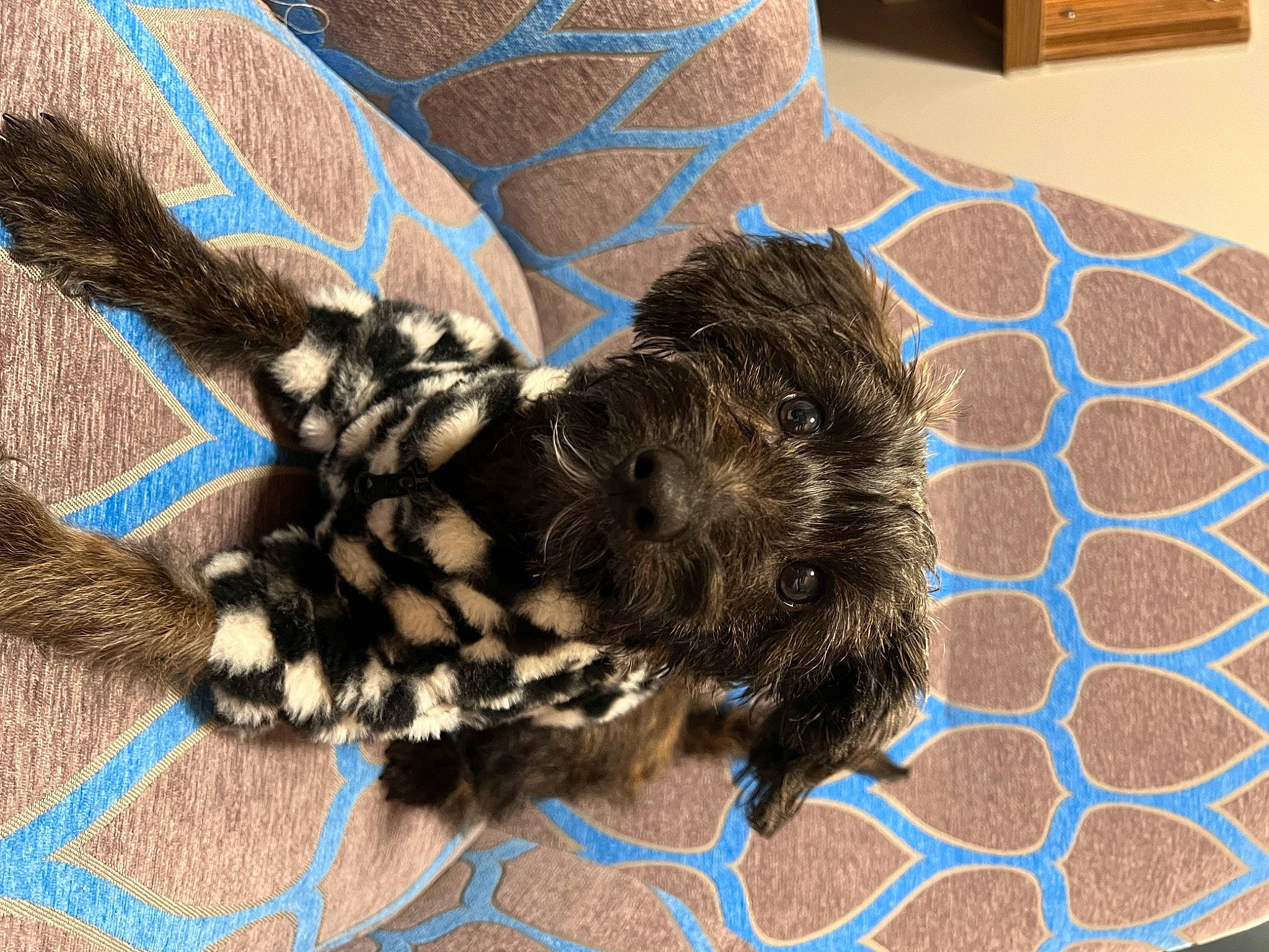 Cyrus joined the competition — help win amazing prizes! braid, canidae, dog_breed, electric_blue, fashion_accessory, fawn, feather, felidae, flooring, fur, knot, liver, pattern, small_to_medium_sized_cats, snout, sporting_group, tail, terrestrial_animal, whiskers, woolen